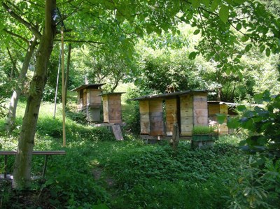Bienengarten im Wolfsgraben