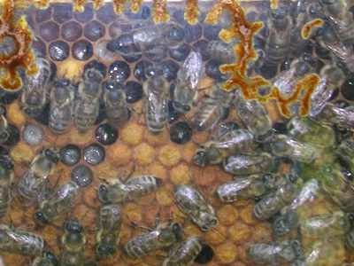 Wabe mit Propolisverkittung